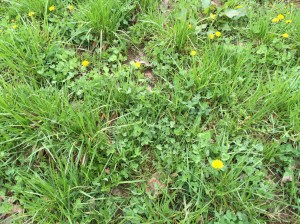 Grass, Clover and Dandelions starting to grow!!