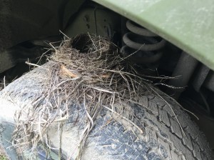 Robin's nest on a parked truck tire!