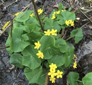 Marsh Marigold - Caltha palustris