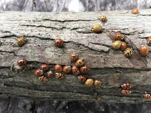 Overwintering Ladybugs waking up!