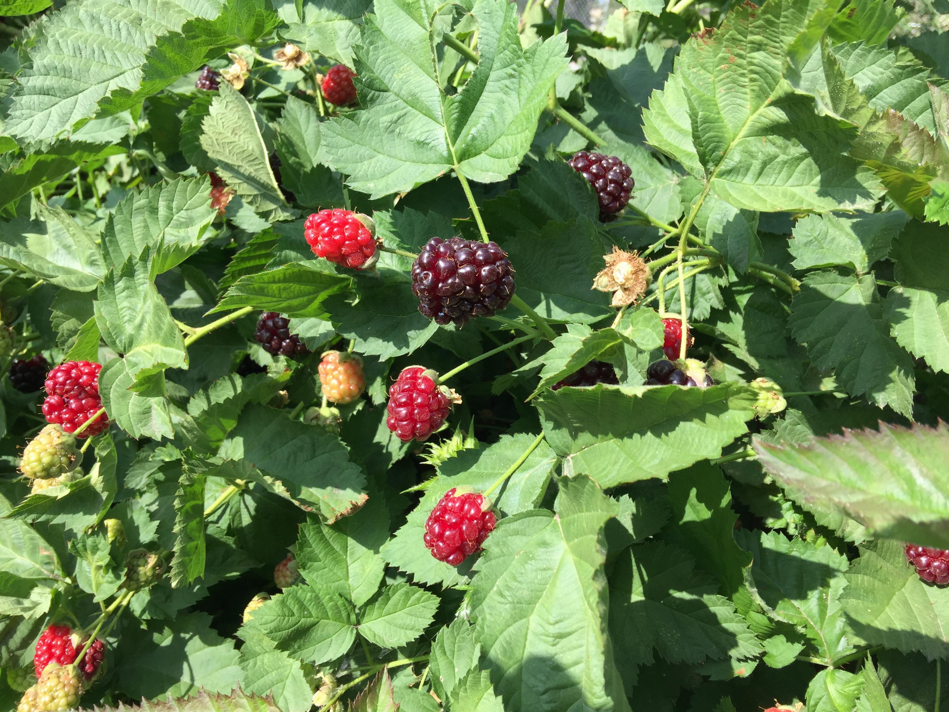 Ripening Boysenberries