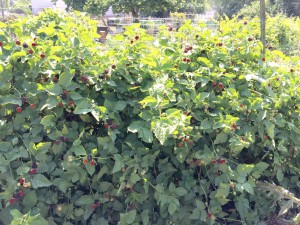 Boysenberries ripening and some ready to pick