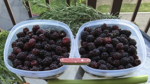 Fresh picked boysenberries