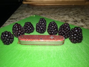 Ripe Boysenberries are large, almost black, soft, and nearly fall off the vine