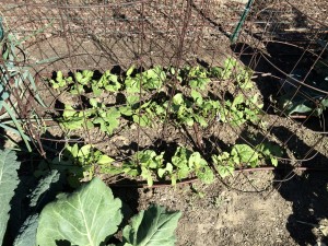 Pole bean seedlings with "Tomato" cages