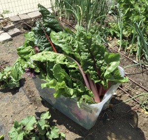 Swiss Chard ready for donation