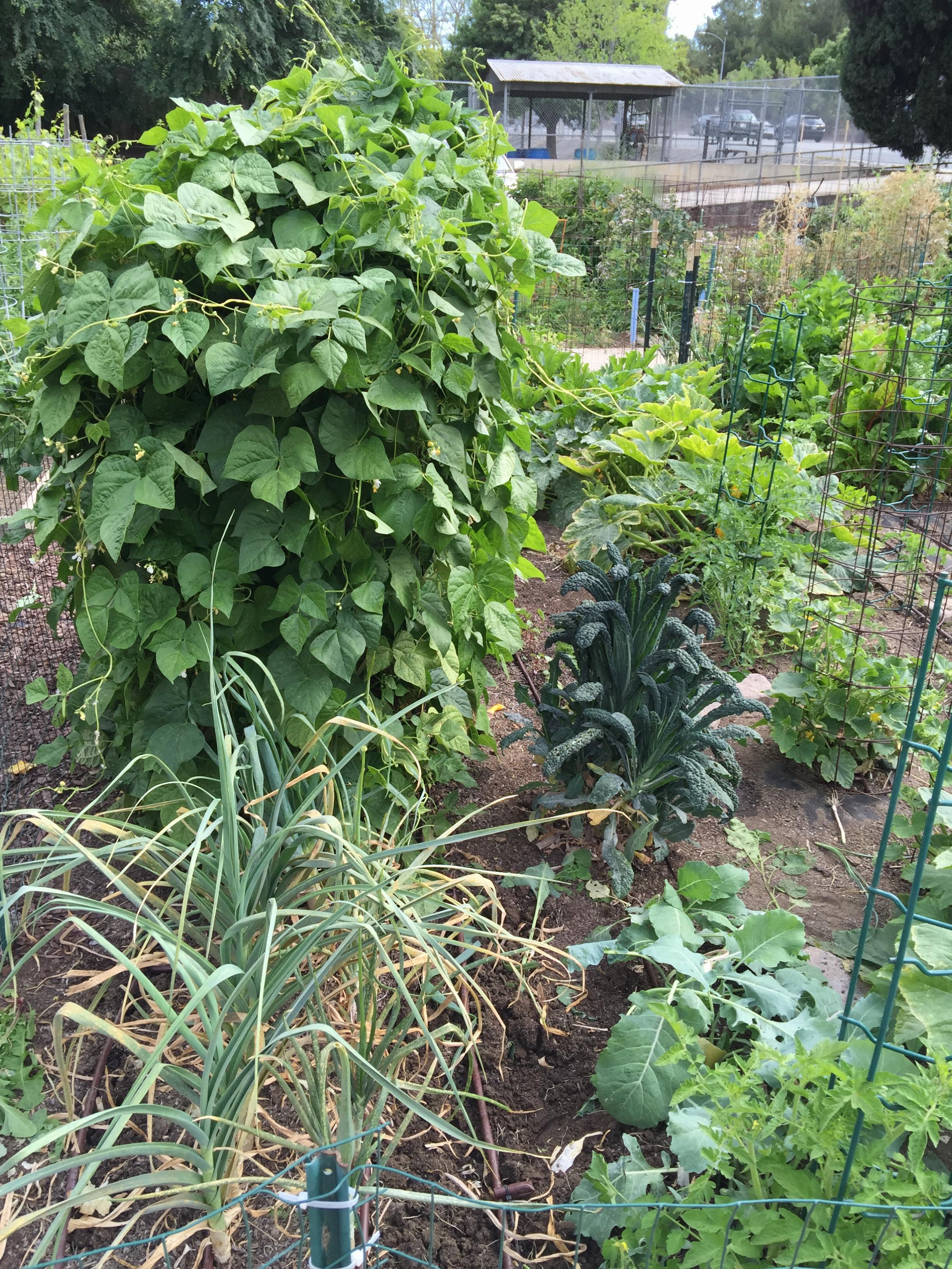 Pole beans blooming and setting beans