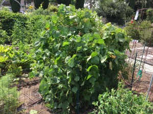 Pole beans at during harvest