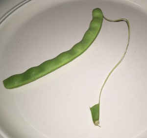 The "String" of a string bean!