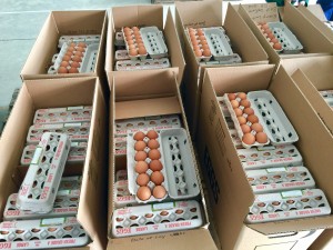 Eggs for Sale!