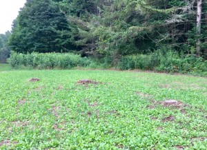 Planting around the stumps!