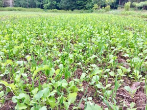 Oats and Brassicas getting established! Tillering - Sinking roots!