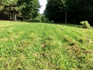 3 year old neglected Imperial Whitetail Clover food plot