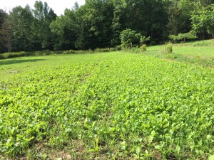 Imperial Whitetail Oats over-seeded at half rate over all plantings