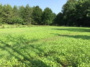 Multiple Food Plots with Multiple Seed Mixes Planted