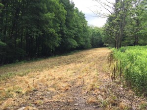 Food plot "Burn Down" number two