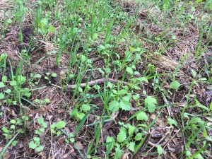 Good germination in a really trashy area!