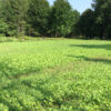 Fall Food Plots