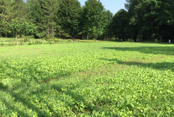 Fall Food Plots