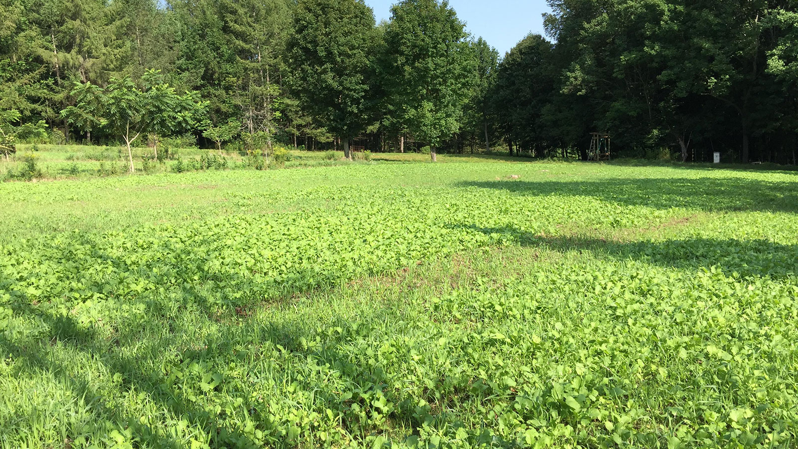 Fall Food Plots – Trying New Seed Mixes