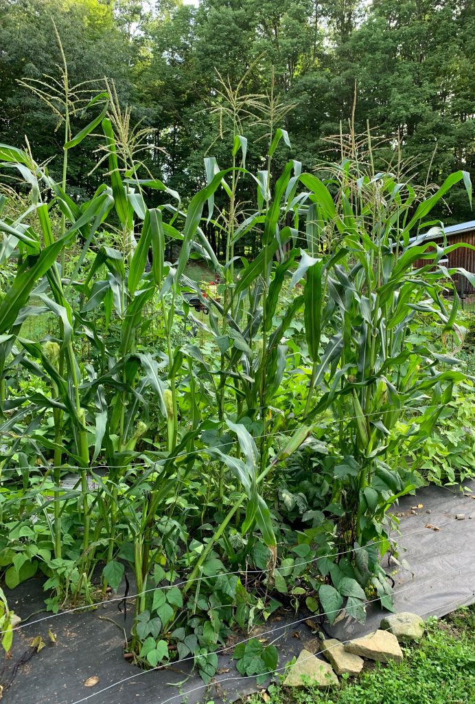 Growing Seneca White Corn